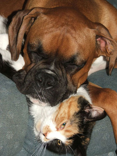 Tyson and Calico
