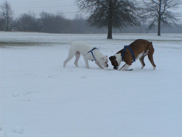 Tyson and Duke in a face off!