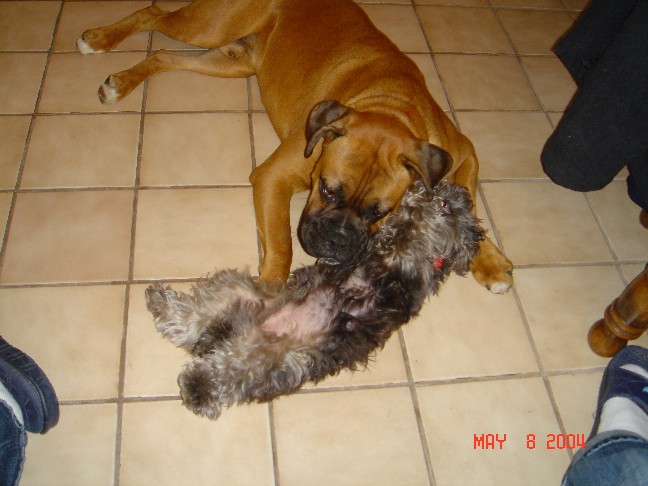 Tyson and Pee Wee Playing