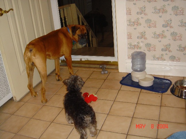 Tyson and PeeWee on guard.