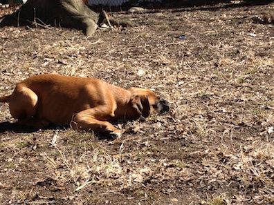 Tyson at 16 wks