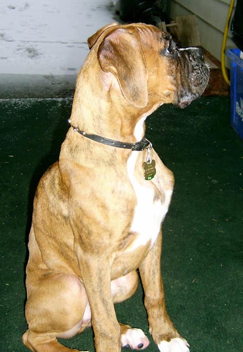 Tyson at 18 weeks