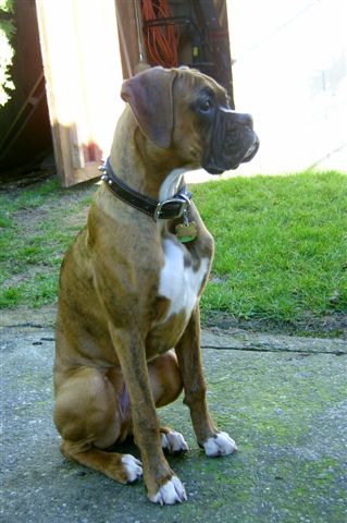Tyson at 22 Weeks