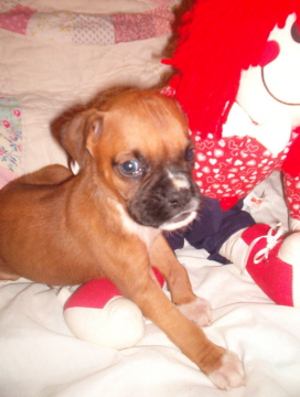 Tyson at 5 weeks!