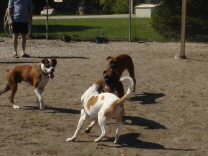 Tyson at Dog Park