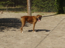 Tyson at  Dog Park