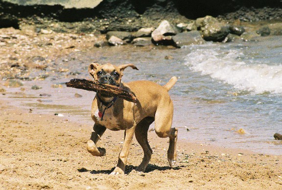 Tyson at the beach (3)