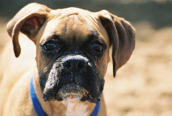 Tyson at the beach