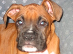 Tyson close up