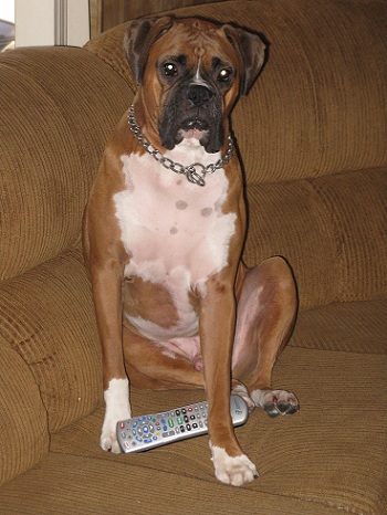 Tyson decides what to watch on Tv