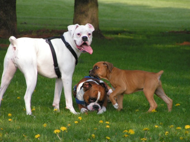 Tyson, Duke and General Bogart