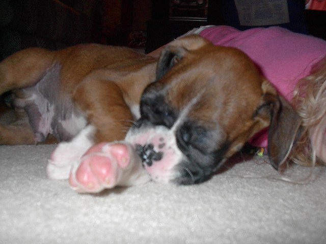 Tyson fast asleep