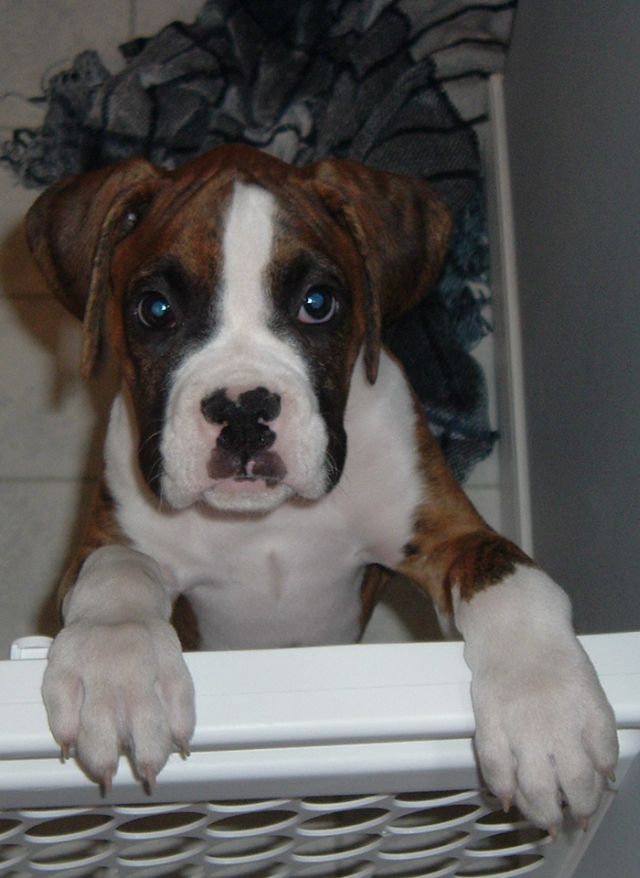 Tyson First Day In New Home At 13 Weeks Old