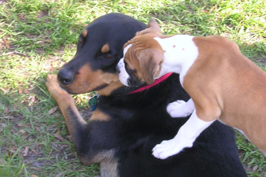 Tyson & Gizmo 1