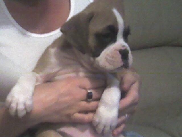 Tyson hanging out.