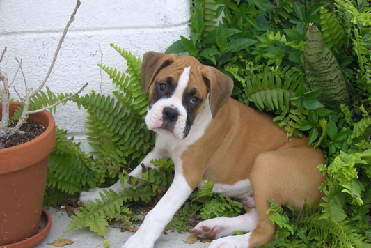 Tyson in Fern