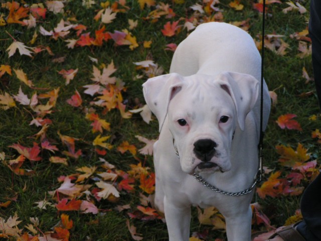 Tyson in the leaves