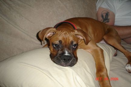 Tyson is pooped
