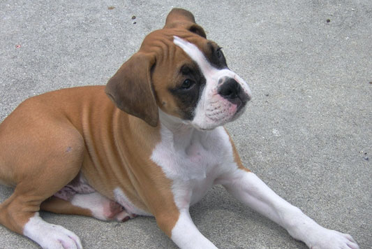 Tyson Laying Down