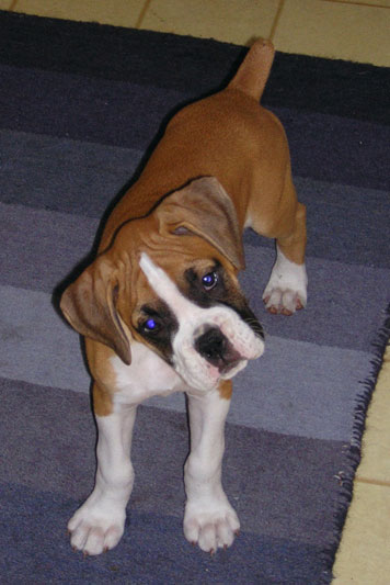 Tyson Listening