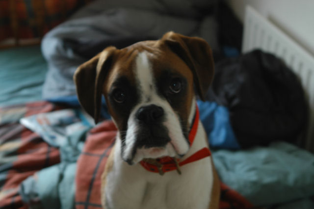 Tyson looking curious