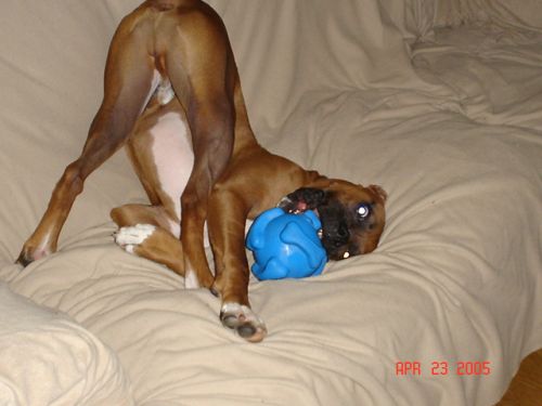 Tyson Loves this Toy