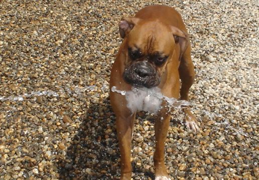 Tyson loves water