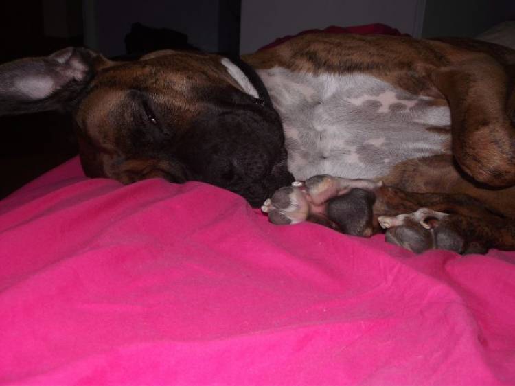 Tyson nappin