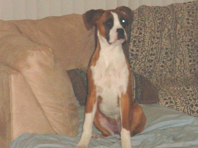 Tyson on the couch