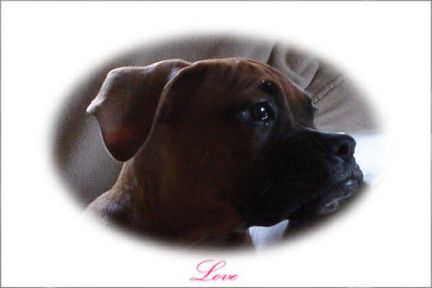 Tyson our Love bug
