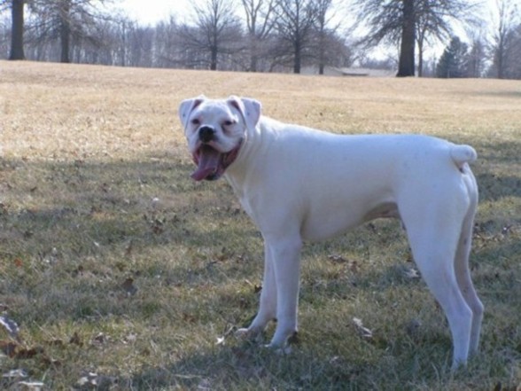 Tyson playing in the yard