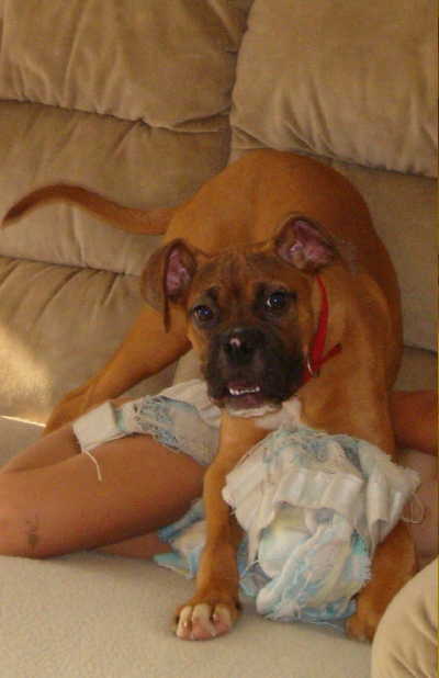 Tyson - Rescue Puppy
