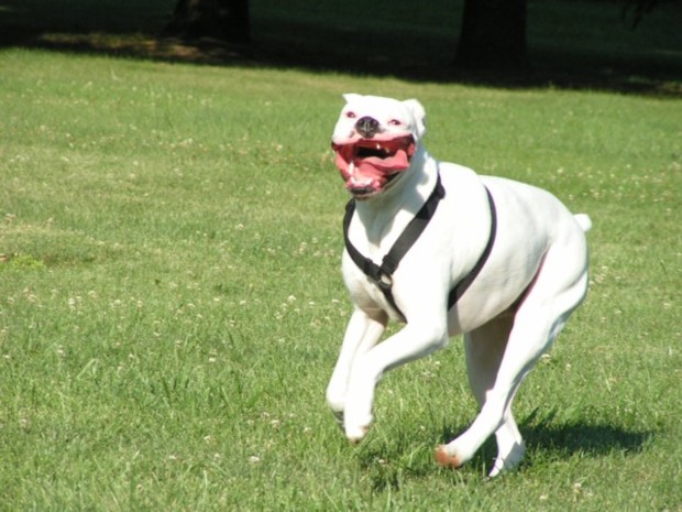Tyson showing his pearly whites