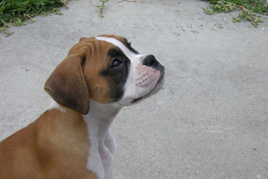 Tyson Sitting