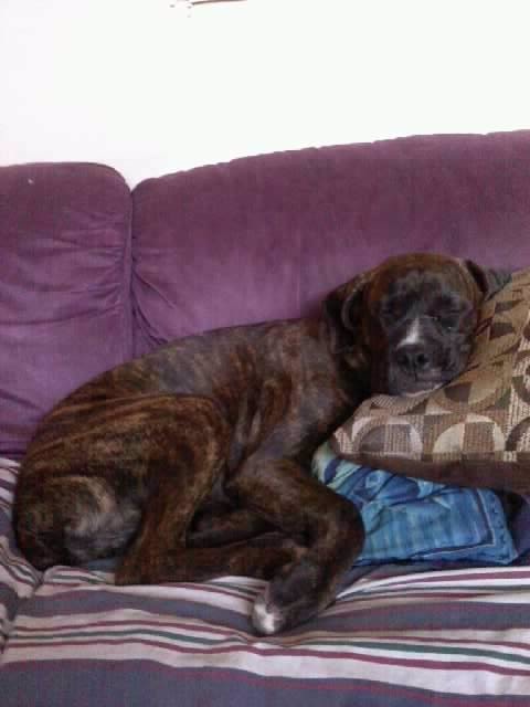Tyson Sleeping