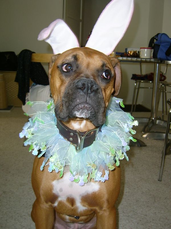Tyson the Easter Bunny Boxer
