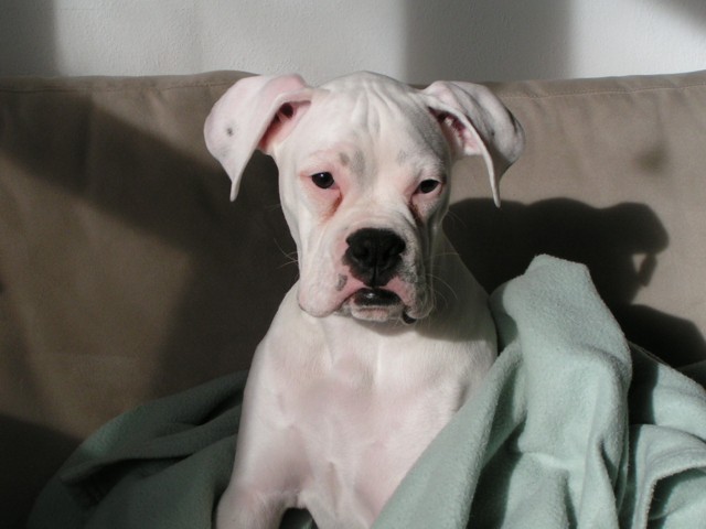 Tyson trying to rest