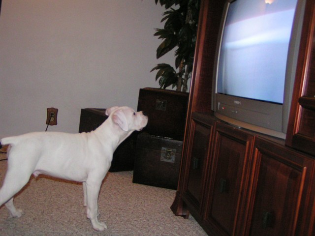 Tyson watchiing TV