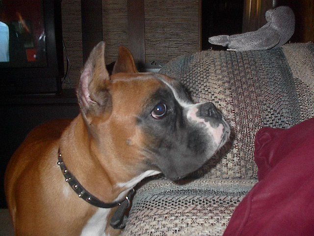 Tyson