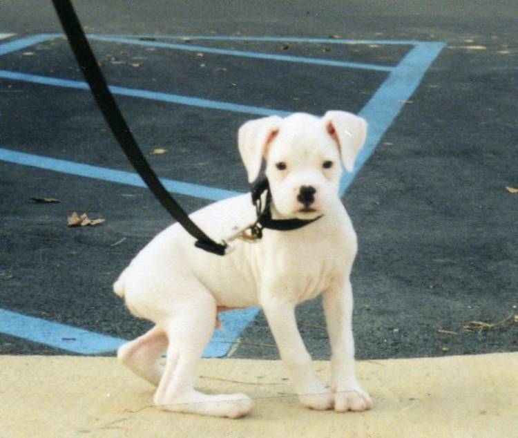 Tyson