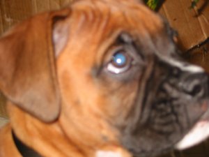 Tyson