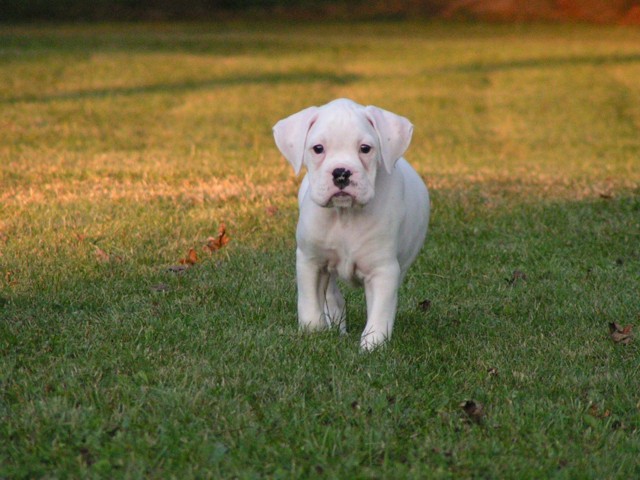 Tyson