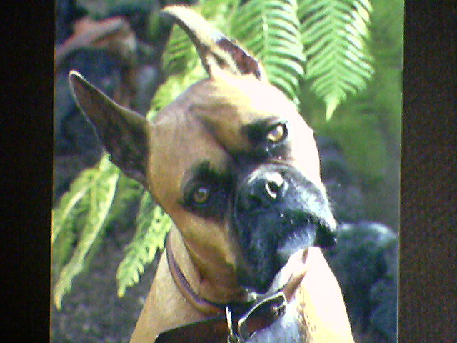 Tyson