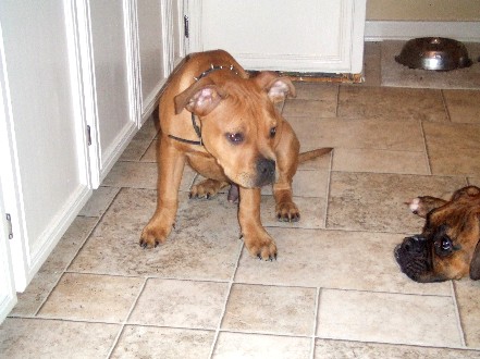 Tyson