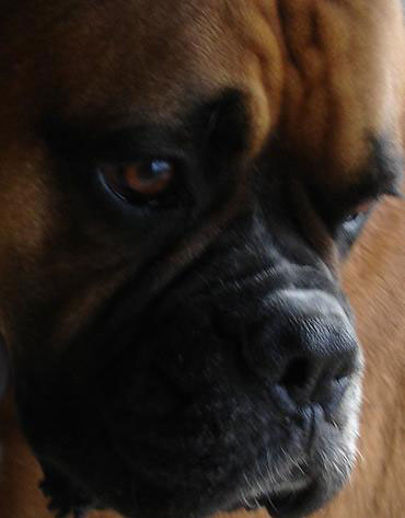Tyson