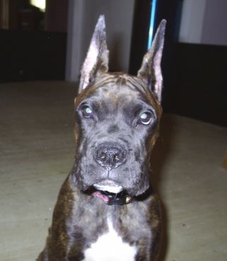 Tyson