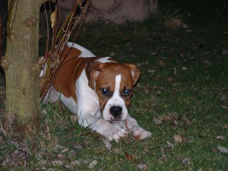 tyson1