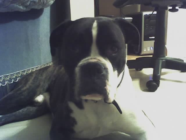 tyson1