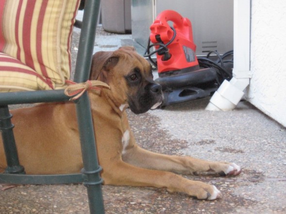Tyson1
