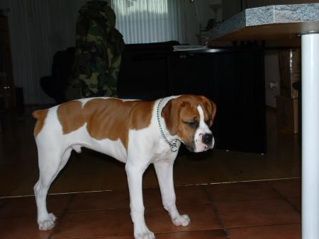 tyson2
